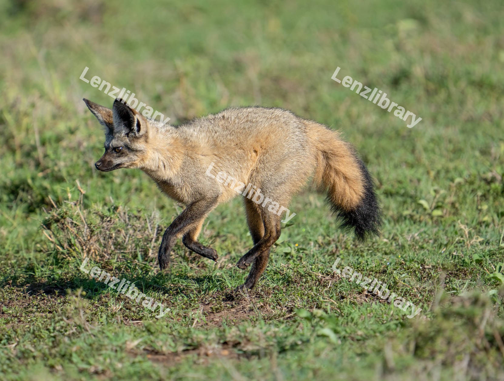 Fox walking in the grass